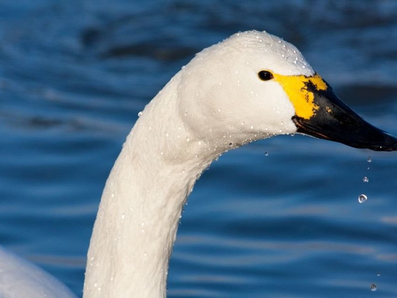 Lovely weather for swans